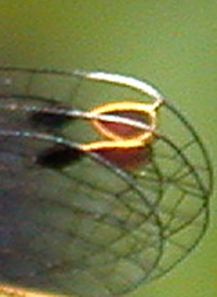 Citrine Forktail